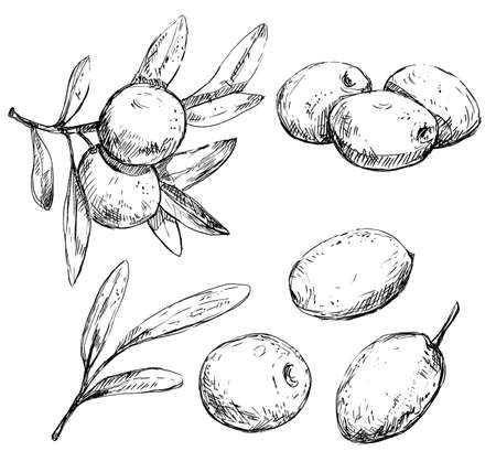 Olive branches, leaves and berries vintage illustrationの写真素材