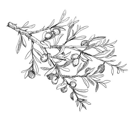 Detailed branch of olive tree with fruites vintage illustrationの写真素材