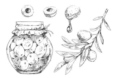 Canned olives with oil, branches and berriesのイラスト素材