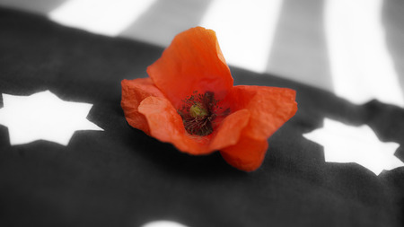 Memorial Day. Poppy on Black and White United States of America Flag.の写真素材