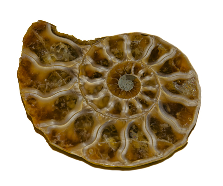 ammonite on white background, isolatedの写真素材