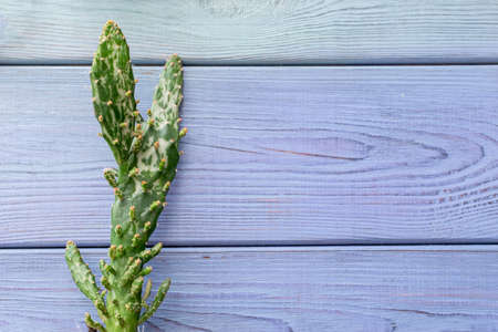 summer background: colored envelopes with seashellsの写真素材