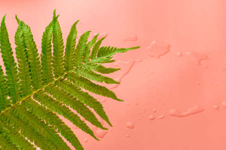 background image with summer vacation concept during quarantine: coconut with medical mask and sunglasses on pink backgroundの写真素材