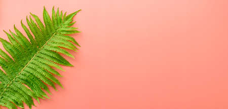 summer background of fern on pink background