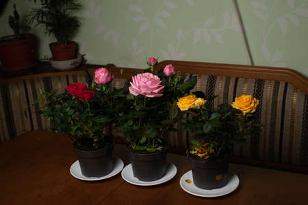 indoor roses pink, yellow red in flowerpotsの写真素材