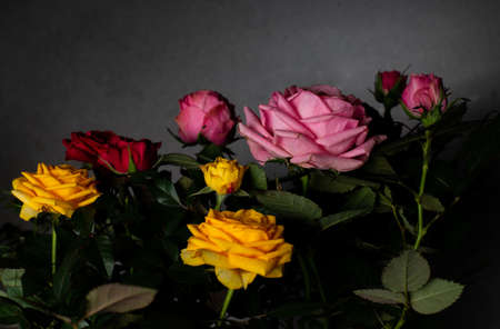 indoor roses pink, yellow red in flowerpotsの写真素材