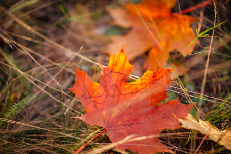autumn leaves in the forestの写真素材