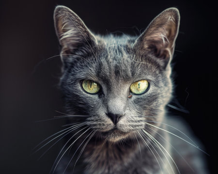 Gray Cat Portrait: A professionally captured portrait of a gray cat, highlighting its distinctive features and personalityの素材