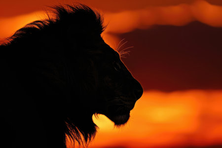 regal lion against fiery sunsetの素材
