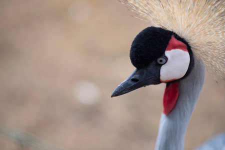 Elegant Crowned Crane with Striking Plumage in a Natural Setting