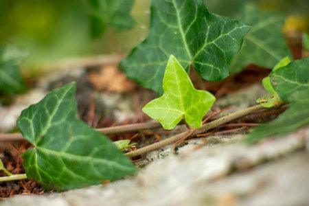 Close-Up of Fresh Green Ivy Leaves on Tree Trunk in Natural Forest Setting.