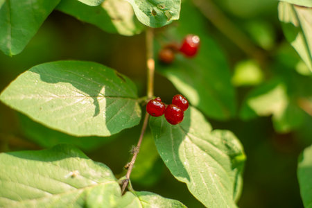 Red Berries on Green Leaves in Sunlit Forest.