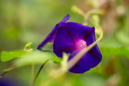 Close-Up of a Vibrant Purple Morning Glory Flower in Bloom.