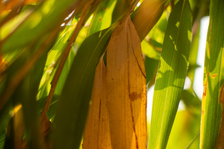 Close-Up of Vibrant Green and Brown Bamboo Leaves Under Sunlight in a Tropical Forest.の写真素材
