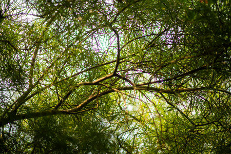 Sunlight Filtering Through Dense Green Foliage in a Forest Canopy.