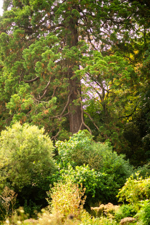 Majestic Forest Pine Tree Surrounded by Lush Green Vegetation.の写真素材