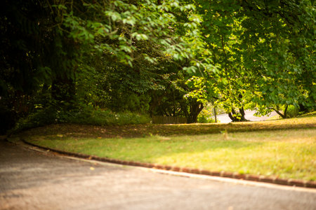 Peaceful Park Pathway Surrounded by Greenery on a Sunny Day.の写真素材