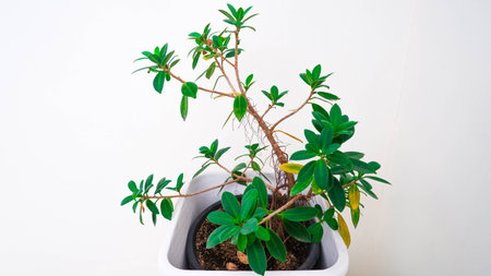 Indoor plant in white pot on white wall background. Copy space.