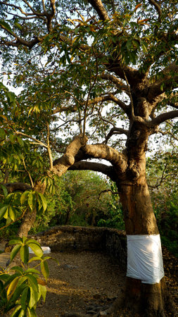 Buddhist monk in a tree at the temple in Sri Lanka