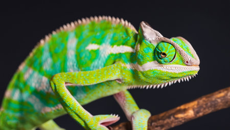 Close up of a veiled chameleon, Furcifer pardalisの写真素材