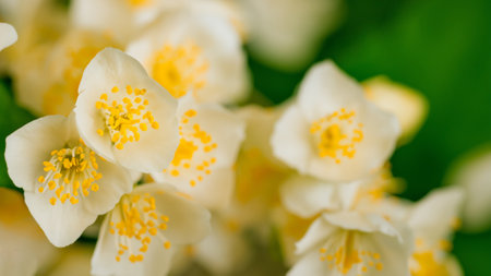 White lily flowers close-up. Shallow depth of fieldの写真素材