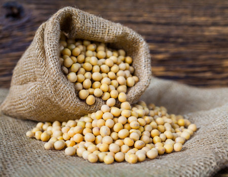 Soybeans in a burlap sack on wooden background, selective focusの写真素材