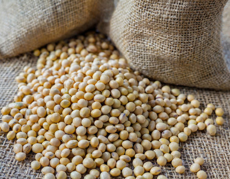 Soybeans in jute bag on sackcloth background. Selective focus.の写真素材
