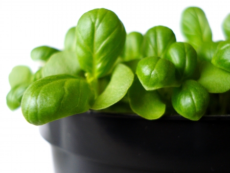 Basilの写真素材