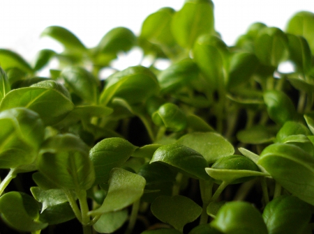 Basil close-up         の写真素材