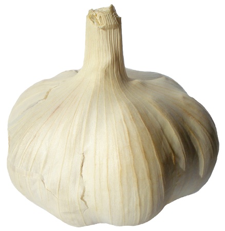 Garlic isolated              の写真素材