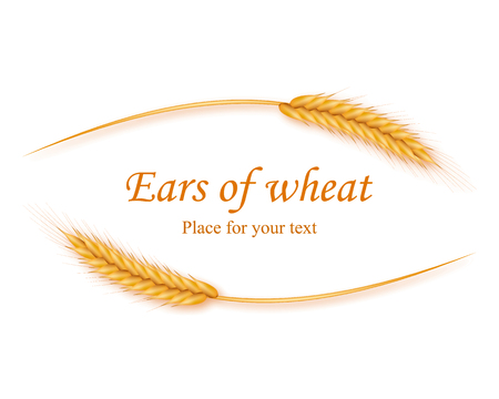Realistic ears of wheat on a white background with space for text. Vector illustration of a cereal.のイラスト素材
