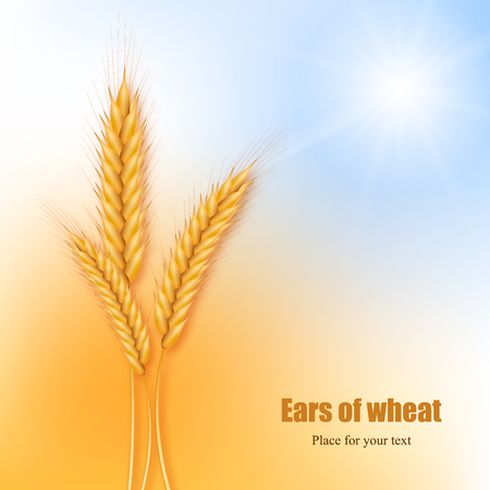 Realistic ears of wheat against the background of an abstract blue sky and yellow field. Vector illustration.のイラスト素材