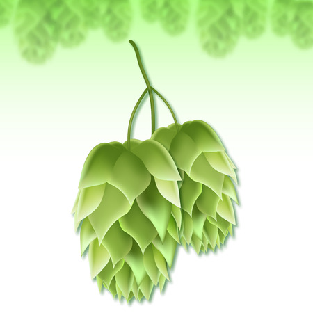 Realistic vector illustration of a hops for beer. Green 3d plant on white backgroundのイラスト素材