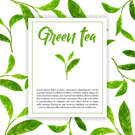 Realistic leaves of green tea. Vector 3d illustration on white background.のイラスト素材