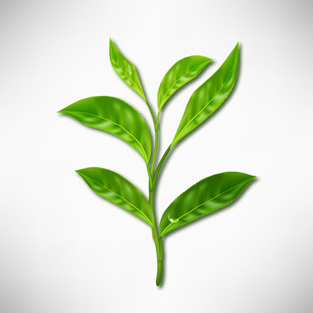 Realistic leaves of green tea. Vector 3d illustration on white background.のイラスト素材