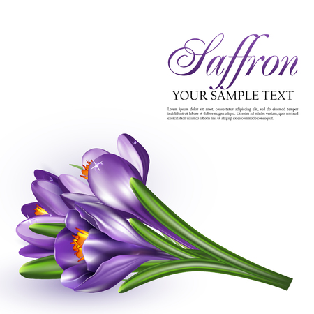 Vector illustration with saffron flowers. A bunch of crocuses on a white backgroundのイラスト素材