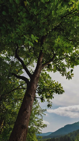 tree in the forest with cloudy sky in background, north chinaの写真素材
