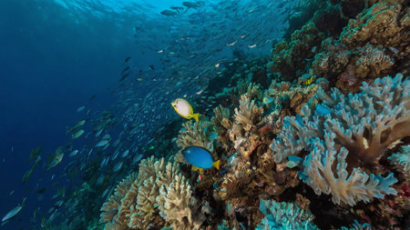 Tropical fish on a coral reef in the Red Sea.
