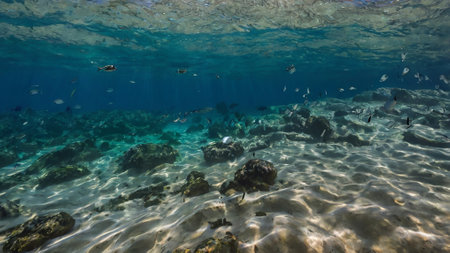 The underwater world of the red sea, coral reef and marine fishの写真素材