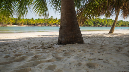 Coconut tree on the sandy beach of a tropical island with palm trees and sandの写真素材