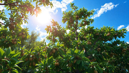 peach tree with ripe fruits and green leaves against the blue skyの写真素材