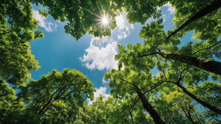 Green trees with blue sky and sun. Nature background. Green forest.の写真素材