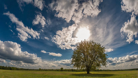 Lonely tree on a green meadow with blue sky and cloudsの写真素材