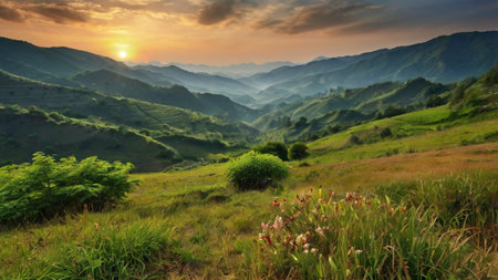 Panorama of rice field and mountain at sunsetの写真素材