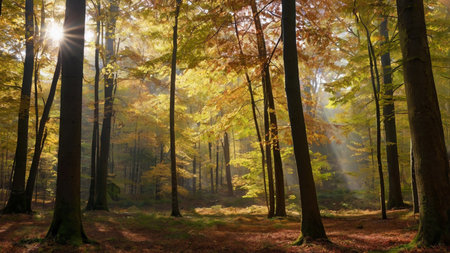 Autumn forest with sunbeams in the morning, nature series