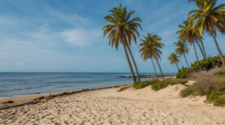 Coconut trees on a tropical beach with sand and blue skyの写真素材