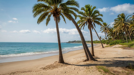 Coconut trees on the beach in Guadeloupe, Caribbeanの写真素材