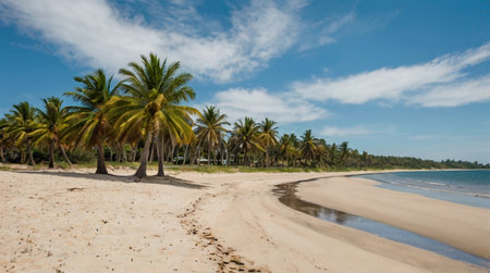 Panoramic view of a tropical beach with coconut trees and blue skyの写真素材