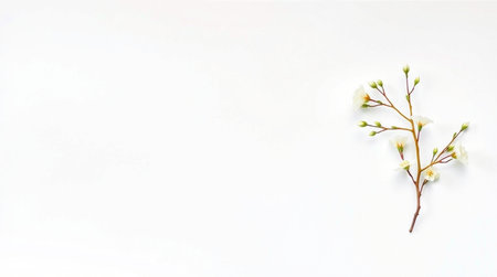 Flowers on white background. Flat lay, top view, copy spaceの写真素材