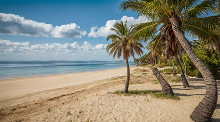 Coconut palm trees on the tropical beach. Dominican Republic.の写真素材